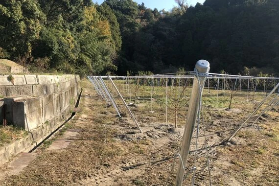 果樹園
